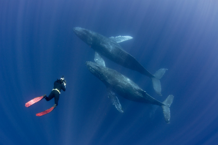 The First-Ever Human-Whale Conversation By Scientists May Signal Extraterrestrial Contact